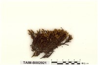 藏品(扭葉苔)的圖片